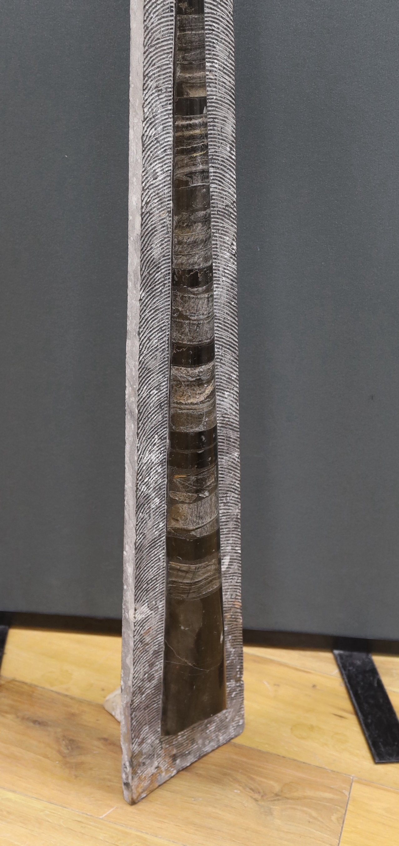 A large Middle Ordovician Orthoceras fossil on prepared limestone matrix, Orthoceras 94cm high, matrix 102cm high